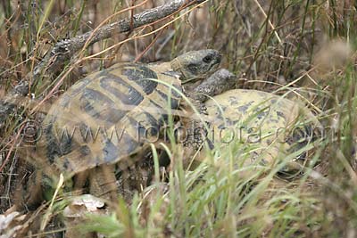     Testudo hermanni